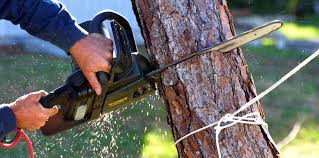 Best Commercial Tree Services  in Bonnetsville, NC