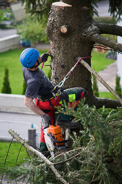 Best Tree Trimming and Pruning  in Bonnetsville, NC