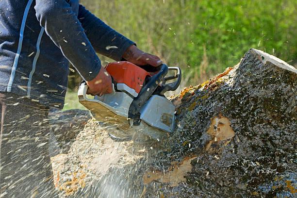 Best Emergency Tree Removal  in Bonnetsville, NC