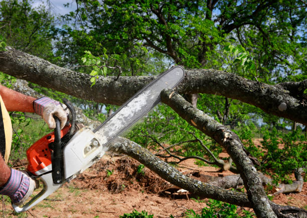 Best Tree Risk Assessment  in Bonnetsville, NC